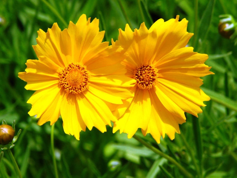 Coreopsis lanceolata EARLY SUNRISE, coreopsis lanceolata seeds, products from my garden, organic plant, organic flowers, untreated image 1