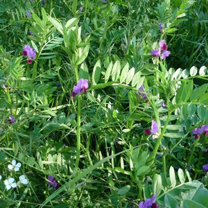 Vicia sativa, Common Vetch, Seeds of Vicia sativa, herbs, and spices, products from my garden, organic plant, picked and dried in the open air image 3