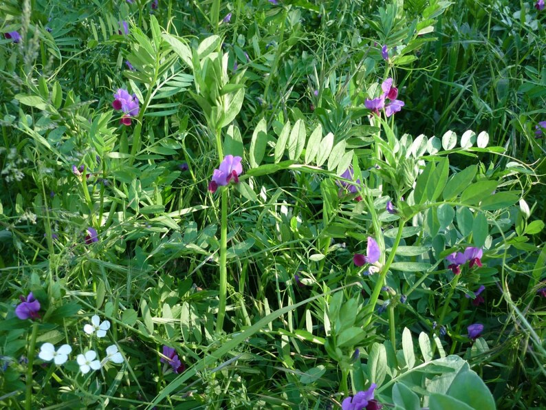 Vicia sativa, Common Vetch, Seeds of Vicia sativa, herbs, and spices, products from my garden, organic plant, picked and dried in the open air image 3
