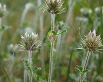 Star clover seeds, Trifolium stellatum, products from my garden, organic plant