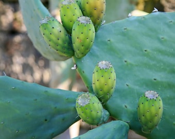 Prickly pear, prickly pear fruit seeds, ORGANIC prickly pear, organic fruit, prickly pear, without products,
