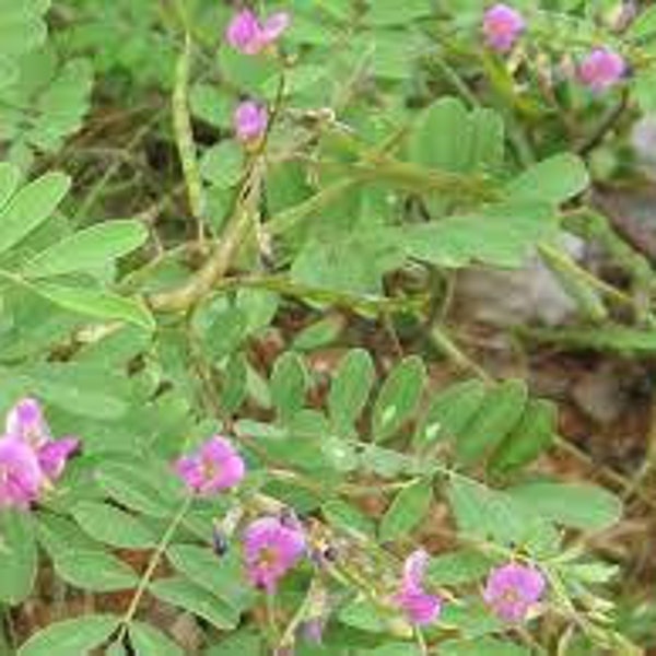 Wild Indigo seeds, Tephrosia purpurea, wild indigo, organic flowers, products from my garden, untreated