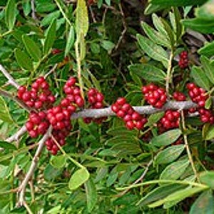 May include: A close-up of a branch with bright red berries growing on a green leafy bush.