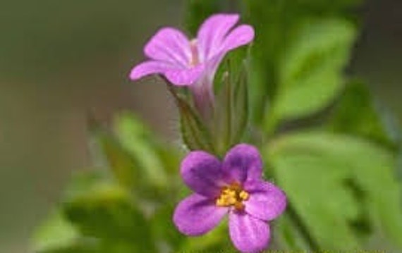 Le Géranium Pourpré, Graines de Le Pourpré, de Mon Jardin, Plante Bio, Fleur Bio, Fleurs Non Traité 