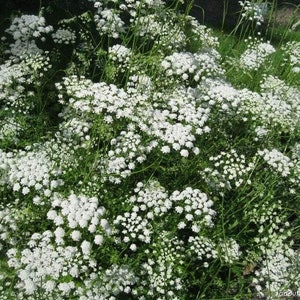 Pimpinella peregrina, Samen von Pimpinella peregrina, Produkte aus meinem Garten, Bio-Pflanze