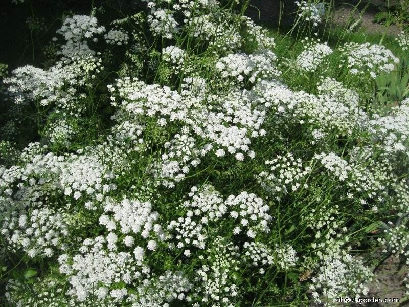 Pimpinella Peregrina, Graines de Pimpinella Peregrina, Produits Mon Jardin, Plante Biologique