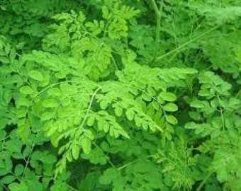 Moringa oleifera, dried moringa leaves, air-dried, untreated, organic Moringa