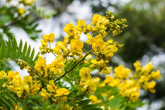 Séné (senna alexandrina) : plantation, culture et entretien