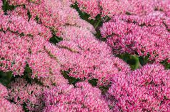 Sédum Remarquable, Hylotelephium Spectabile, Graines de Sédum Remarquable, Hylotelephium Spectabile,