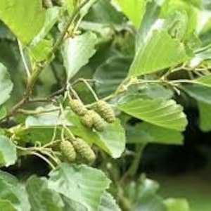 Dried leaves of Alnus glutinosa, black alder, black alder, sticky alder, black alder, dried leaves, products from my organic garden