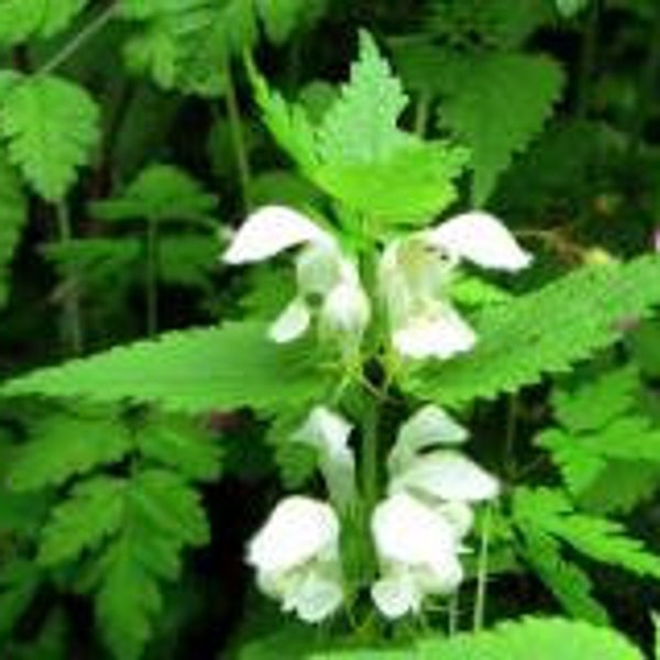 White nettle, white dead nettle, white nettle seeds, organic nettle, organic seed, product from my garden, without any product, without treatment