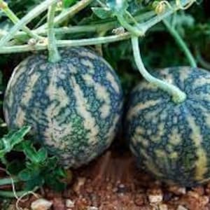 Sementes de colocynth verdadeiro, Citrullus colocynthis, colocynth ORGÂNICO, produto do meu jardim