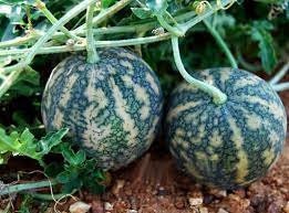 10x Koloquinte Samen (Citrullus Colocynthis) – Natürliche Nagetierabwehr & Exotische Gartenpflanze