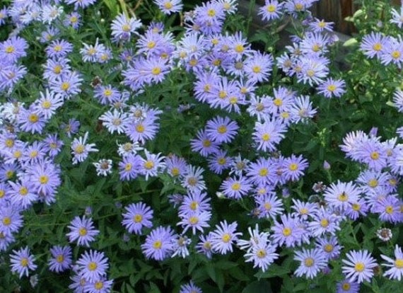 L'aster Bleu, Graines de L'aster Bleu, Produits Mon Jardin, Plante Bio, Fleur Bio, L'aster Bleu Bio,