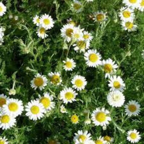 La Grande Camomille, Graines de Grande Camomille, Fleurs Mon Jardin, Fleurs Biologique, Sans Traitem