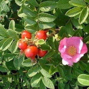 Graines de rosier rugueux,Rosa rugosa,Rosier rugueux,Rosier du Japon,produits de mon jardin,plante Bio,fleur bio,plante bio
