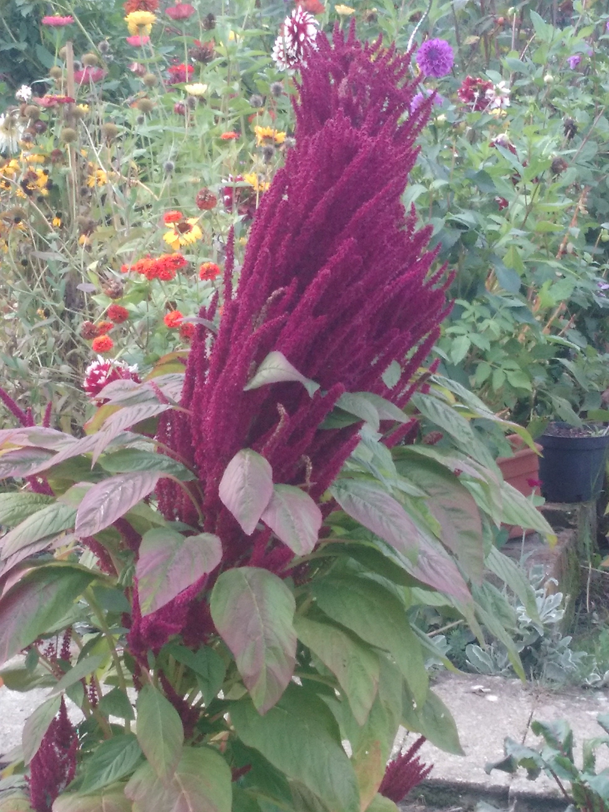 Amaranthus Hypochondriacus, Graines Des Fleurs de Amaranthus Hypochondriacus, Amaranthus Hypochondri