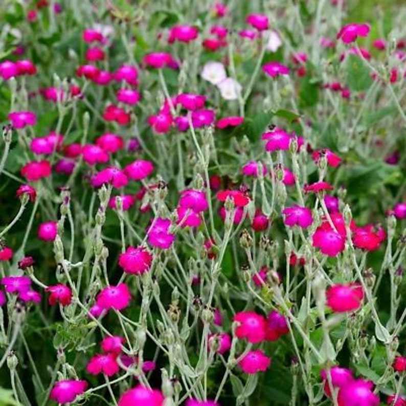 Rose campion seeds,Lychnis coronaria,Garden coquelour,rose campion seeds,products from my garden,organic flowers,untreated image 2