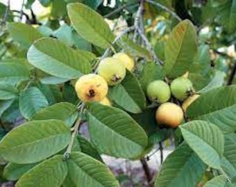 Dried guava leaves, air-dried, untreated, organic guava