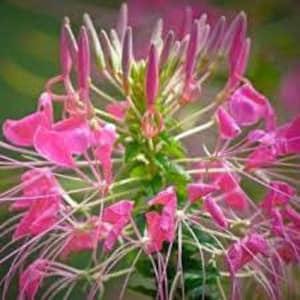 Puede incluir: Un racimo de flores de araña rosadas con estambres largos y delgados de color blanco. Las flores están dispuestas en un patrón circular alrededor de un tallo central.