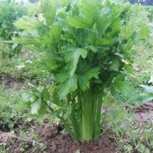 Puede incluir: Primer plano de una planta de apio verde vibrante que crece en el suelo. El apio tiene grandes hojas y tallos gruesos de color verde claro. La planta está rodeada de hierba y tierra, lo que sugiere un jardín al aire libre.