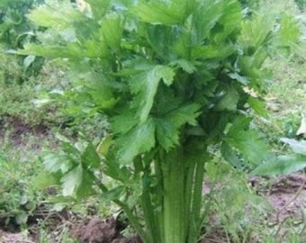 CELERY, dried CELERY leaves, herbs, and spices, products from my garden, Organic CELERY, Picked and dried, in the open air