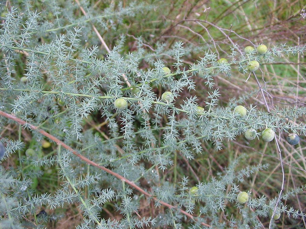Spargelsamen, Wildspargel, unbehandelt, Bio-Saatgut - Etsy sterreich