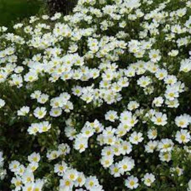 Sage leaf rockrose, Cistus salviifolius, Cistus salviifolius seeds, organic flowers, products from my garden, organic plant, untreated image 2