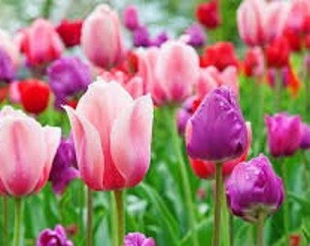 Tulpensamen, gemischte Farben, Produkt aus meinem Garten, Bio-Pflanze, Bio-Blume, unbehandelte Blumen
