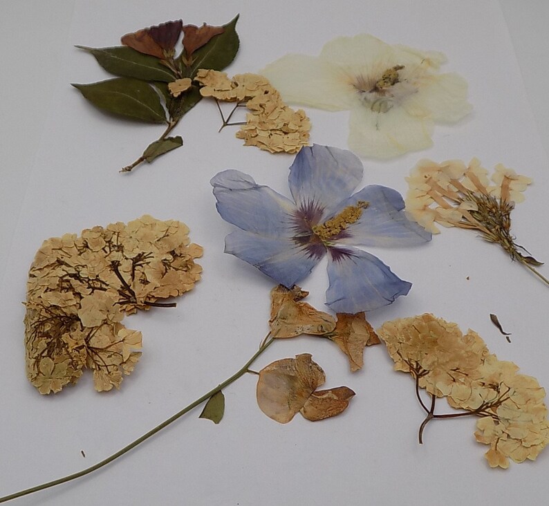 flowers dried flower arrangement work Flat Santa Claus flowers size 297 X 210 cm organic untreated scrapbooking