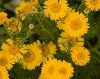 Dyers' chamomile seeds, Dyers' anthemis, Yellow artemisia, Anthemis tinctoria, organic seeds, product from my garden