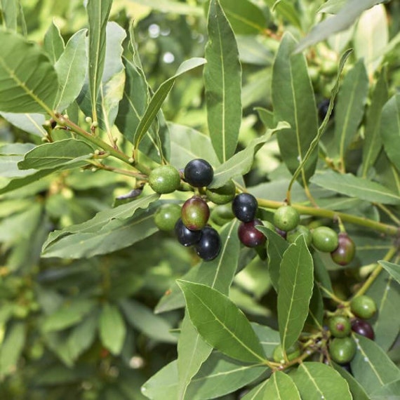 Graines de Laurier, Les Herbes, et Des Épices Plantes Médicinales, Produits Mon Jardin, Laurier Biol