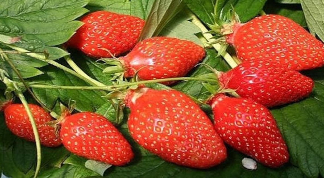 Strawberry La Gariguette Strawberry Seeds ORGANIC Etsy