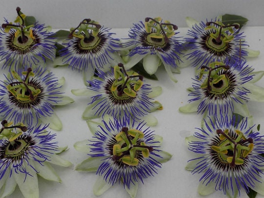 Passion flower, dried passion flower flowers, products from my garden, organic plant, organic flower,