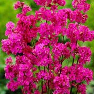 Peut inclure: Gros plan sur des fleurs roses vibrantes avec de multiples fleurs. Les fleurs ont un aspect groupé, avec de nombreuses petites fleurs formant des formes plus grandes et arrondies. Les tiges sont fines et sombres, sur un fond vert flou.