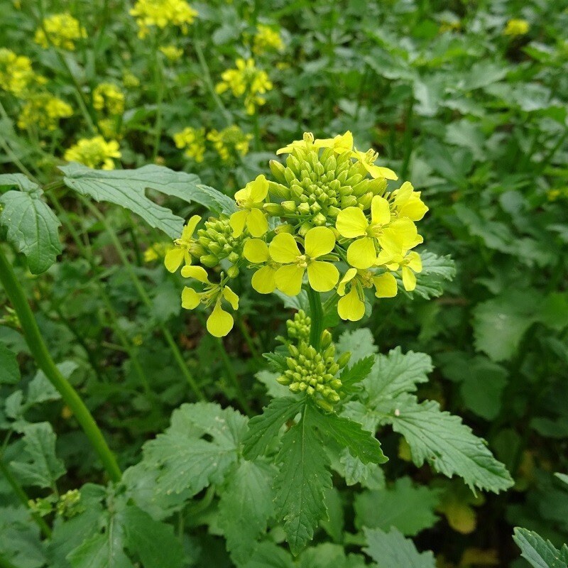 Graines de Moutarde Blanche, Sinapis Alba, Graines à Germer, Plante Bio, Sans Traitement