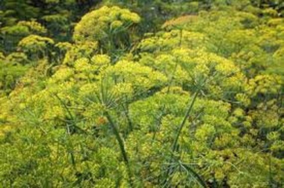 Graines d'aneth, Les Herbes, et Des Épices, Produits de Mon Jardin, Aneth Bio, Cueilli Séché, à L'ai