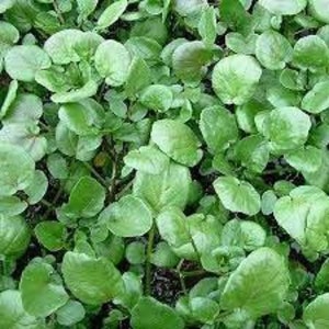 Watercress seeds, seeds to germinate, organic plant, organic flower, untreated flowers