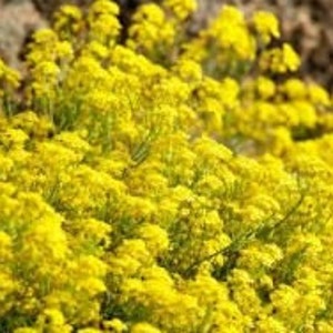 コルベイユ ドールの種子、セイヨウナズナ、有機花、私の庭からの製品、有機植物、屋外で摘み取り乾燥させたもの、