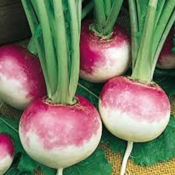 Graines de Navet Nancy, Graines Biologique, Sans Traitement, Navet Nancy Biologique, Produit Mon Jar