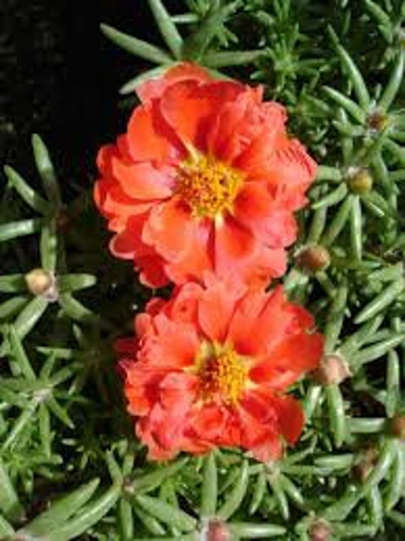 100 Graines De Pourpier à Fleurs Doubles - Portulaca - Annuelle - Coloris Variés