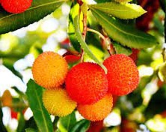 Dried Arbutus leaves, Common Arbutus tree, Arbutus unedo, Strawberry tree, organic plant, without treatment