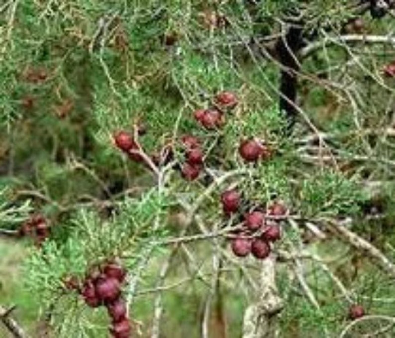 Dried leaves of Phoenician Juniper, Juniperus phoenicea, red juniper leaves, organic plant, products from my garden, untreated image 2