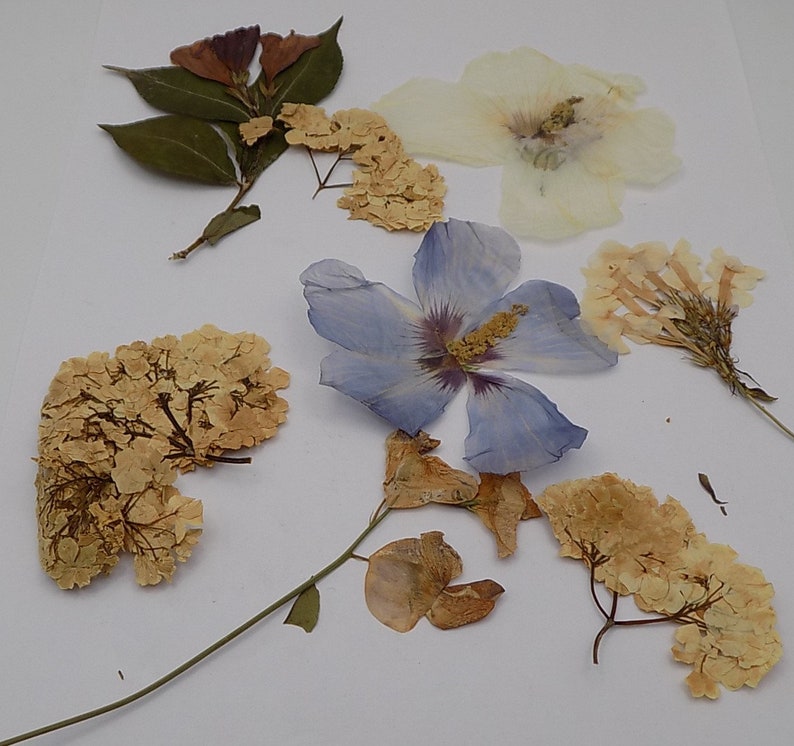 flowers dried flower arrangement work Flat Santa Claus flowers size 297 X 210 cm organic untreated scrapbooking