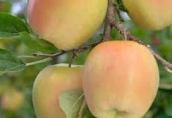 Pomme Gold, Graines de Pomme Gold, Produits Mon Jardin, Fruits Bio, Non Traité, Grand Fruits Jaune