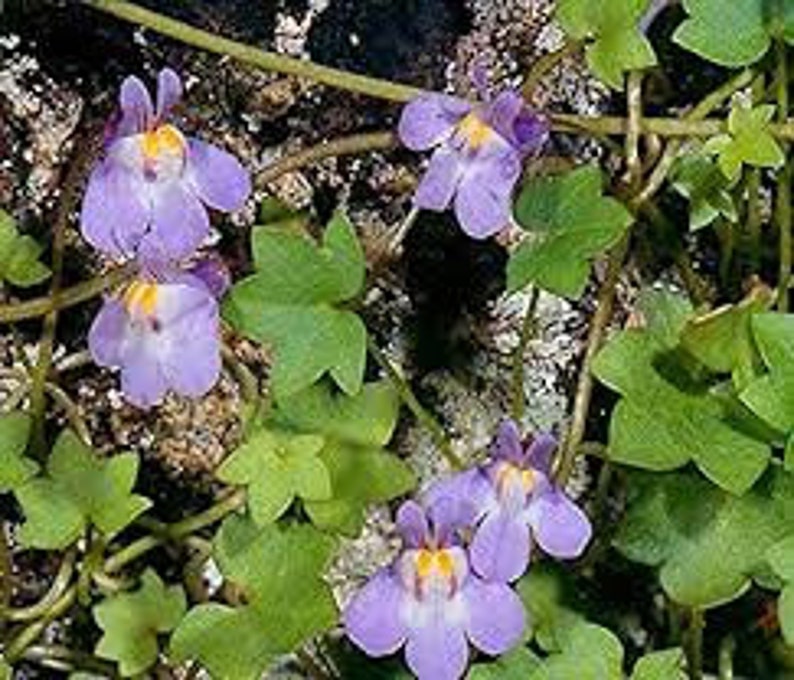 Wall cymbalaria, Wall cymbalaria seeds, Cymbalaria muralis, Linaria cymbalaria, Cymbal toadflax, Wall toadflax, Ruin of Rome image 4