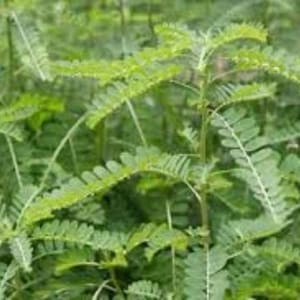 Può includere: Primo piano di un gruppo di piante verdi a foglia. Le foglie sono piccole e delicate, con una consistenza piumosa. Le piante crescono in un gruppo denso, creando uno spettacolo lussureggiante e vibrante.