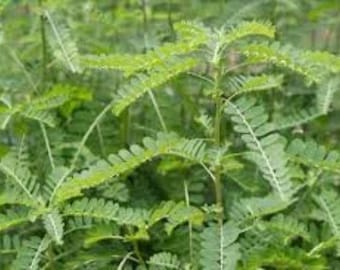 May include: A close-up of a patch of green leafy plants. The leaves are small and delicate, with a feathery texture. The plants are growing in a dense cluster, creating a lush and vibrant display.