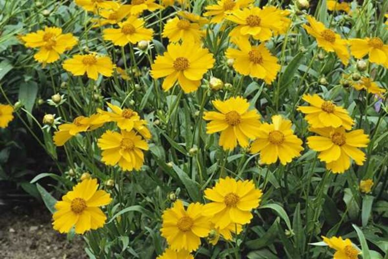 Coreopsis lanceolata EARLY SUNRISE, coreopsis lanceolata seeds, products from my garden, organic plant, organic flowers, untreated image 2