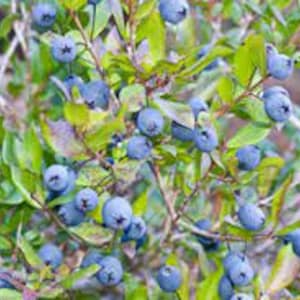 Op de afbeelding: Een close-up van een struik met kleine, donkerblauwe bessen die aan de takken groeien. De bladeren zijn groen en de bessen zijn geclusterd.
